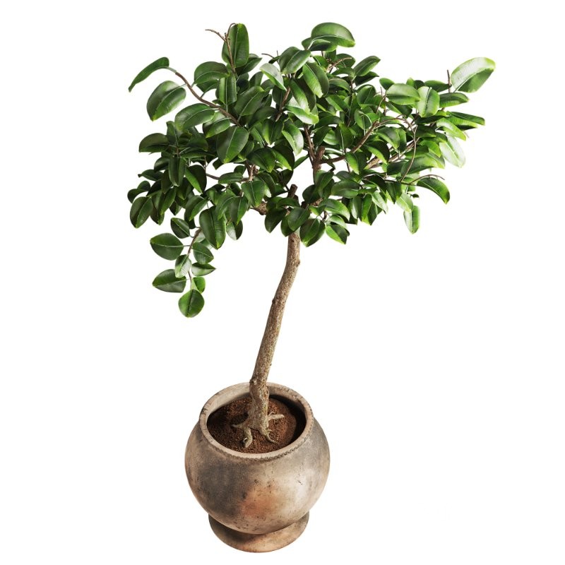 Ficus Plant in Rustic Clay Terracotta Pot Image 2