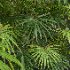 AV Angiopteris Fokiensis Fern Forest and Rhapis Excelsa - Thumbnail 3