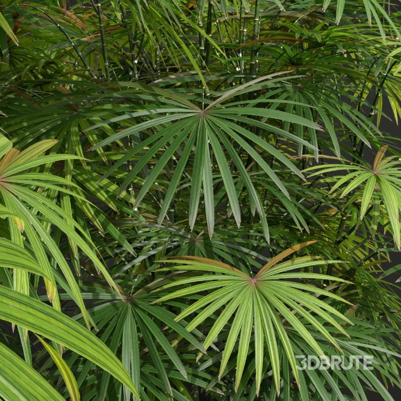 AV Angiopteris Fokiensis Fern Forest and Rhapis Excelsa Image 3