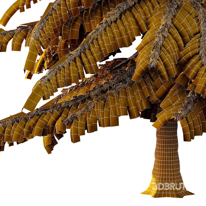 s including: Nootka cypress, yellow cypress, Alaska cypress, Nootka cedar, yellow cedar, Alaska cedar, and Alaska yellow cedar. The specific epithet nootkatensis is derived from the species being from the area of Nootka Sound on the west coast of Vancouver Island, Canada. Both locations are named for the older European name Nootka, given the Nuu-chah-nulth First Nation. Image 4