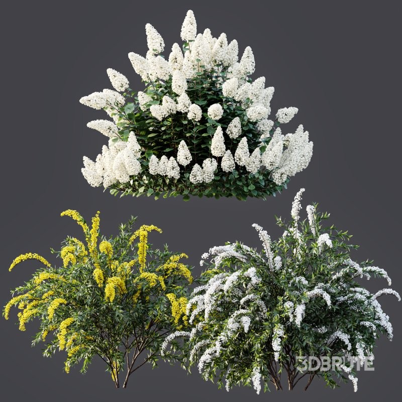 ntal shrub known for its graceful arching branches and abundant white spring flowers, commonly used in residential gardens, parks, and urban landscaping. Hydrangea paniculata ‘Vanilla Strawberry’ adds strong visual interest with its large cone-shaped flower clusters, transitioning from white to soft pink tones, perfectly suited for elegant outdoor scenes. Image 5