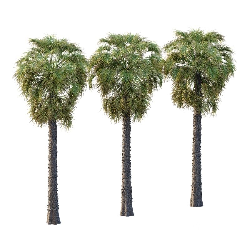 Washingtonia Robusta Palm Tree 03 Image 1