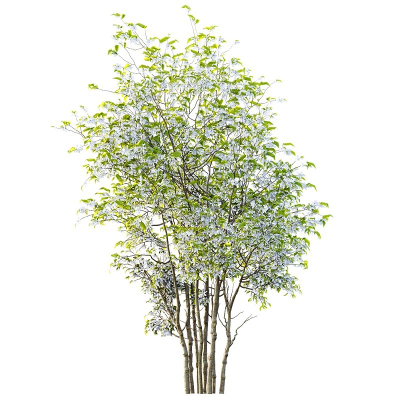 ntal accent plants. Each model is crafted with clean quad-based topology, natural proportions, and high-resolution 4K textures that bring clarity and authenticity to both close-up details and wide landscape shots. Image 4