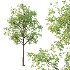 Diffrent Tree Tilia platyphyllos Celtis australis 05 - Thumbnail 2