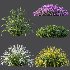 AV Spring flowering shrubs Calluna Vulgaris Helena Summer Broom Heather Garden Girls - Thumbnail 5