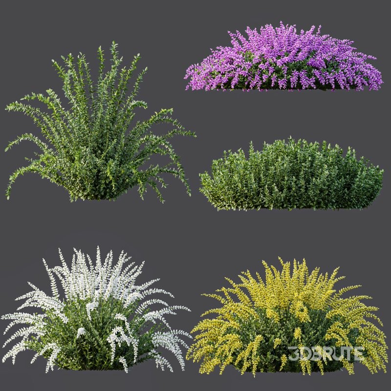 AV Spring flowering shrubs Calluna Vulgaris Helena Summer Broom Heather Garden Girls Image 5