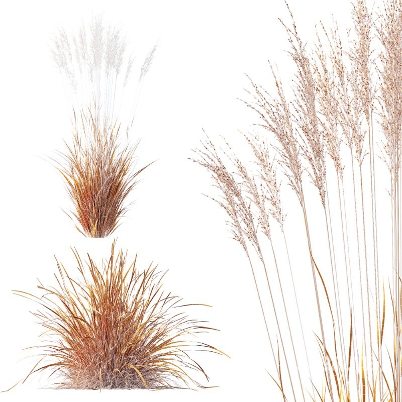 ntal grass set featuring Molinia Caerulea ‘Heidebraut’ (Kleines Pfeifengras) and Carex Elata ‘Aurea’. This combination blends the tall, upright flowering stems of Molinia with the dense, arching, golden-green foliage of Carex, creating a balanced and visually rich planting that works beautifully in contemporary gardens, parks, naturalistic landscapes, and architectural visualizations. Image 12