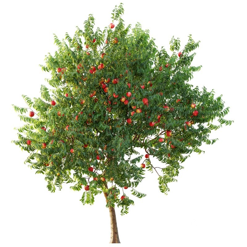 AV fruit trees Amygdalus Persica Peach and Orange tree Image 3