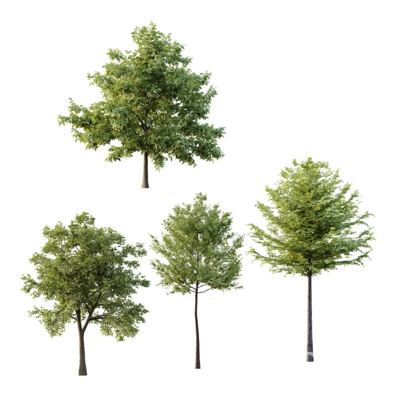 Diffrent Tree Tilia platyphyllos Celtis australis 01 Image 1