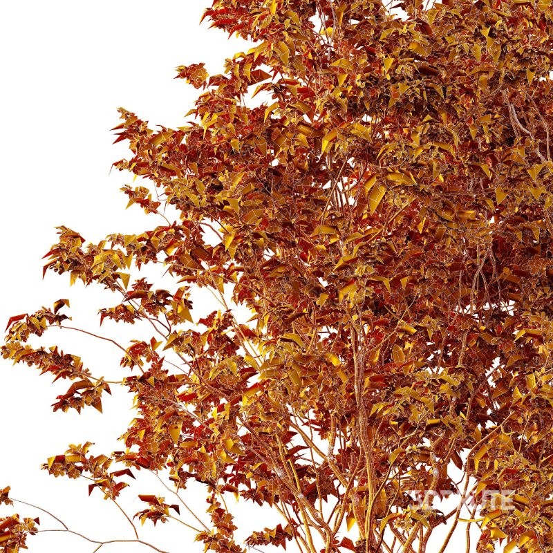 ntal quality that enhances any architectural setting. Together, these trees provide a beautiful balance of form, density, and seasonal character. Image 8