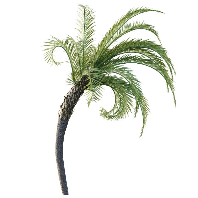 Curly Palm Tree 01 Image 1