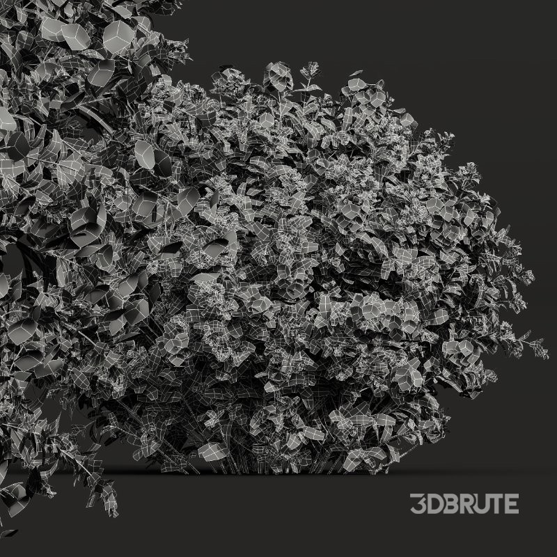 ntal shrubs bring color, texture, and natural density to gardens, parks, residential exteriors, and botanical visualizations. Image 1