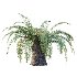 Sago Palm Tree 01 - Thumbnail 3