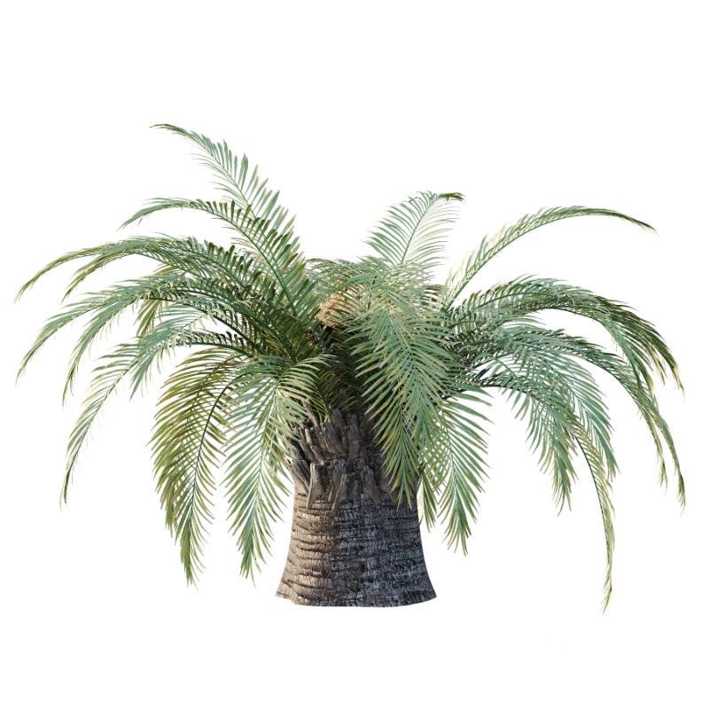 Sago Palm Tree 01 Image 3