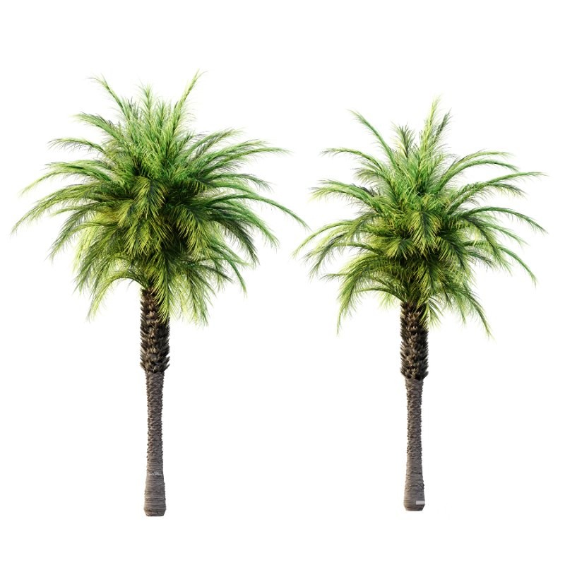 Phoenix roebelenii Palm Trees 02 Image 4