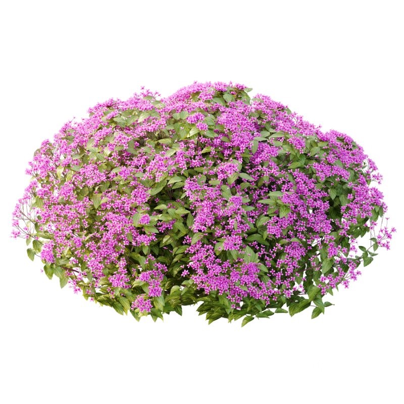 Diffrent Bush Spirea Japonica hydrangea arborescens Image 2