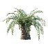 Sago Palm Tree 01 - Thumbnail 5