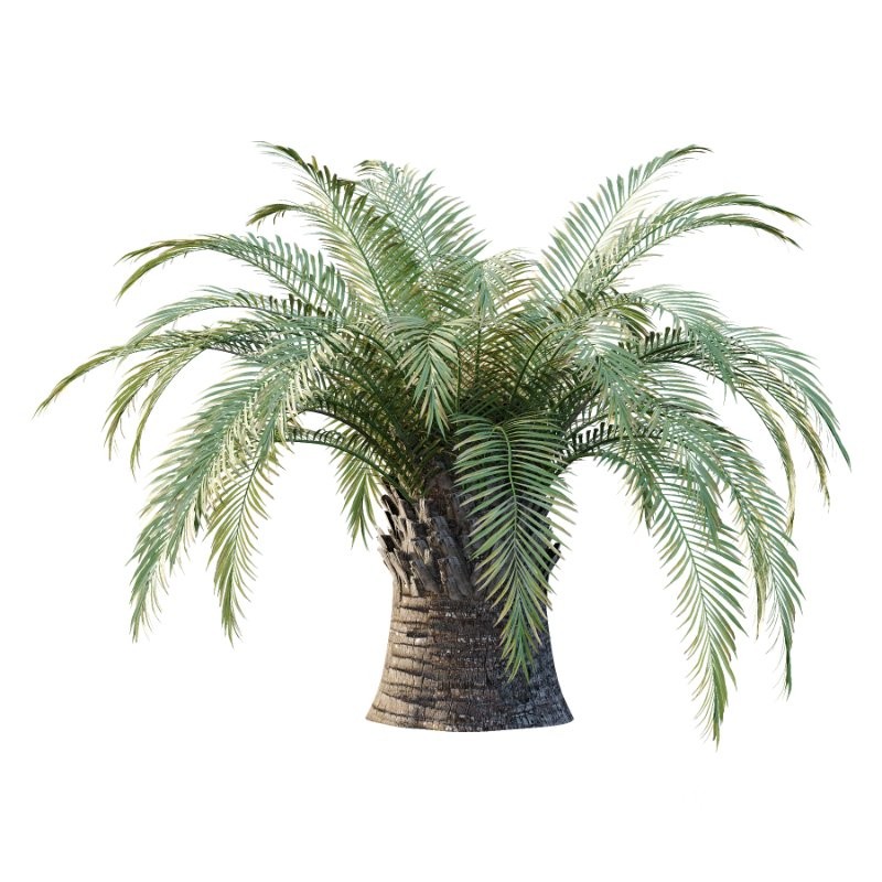 Sago Palm Tree 01 Image 5