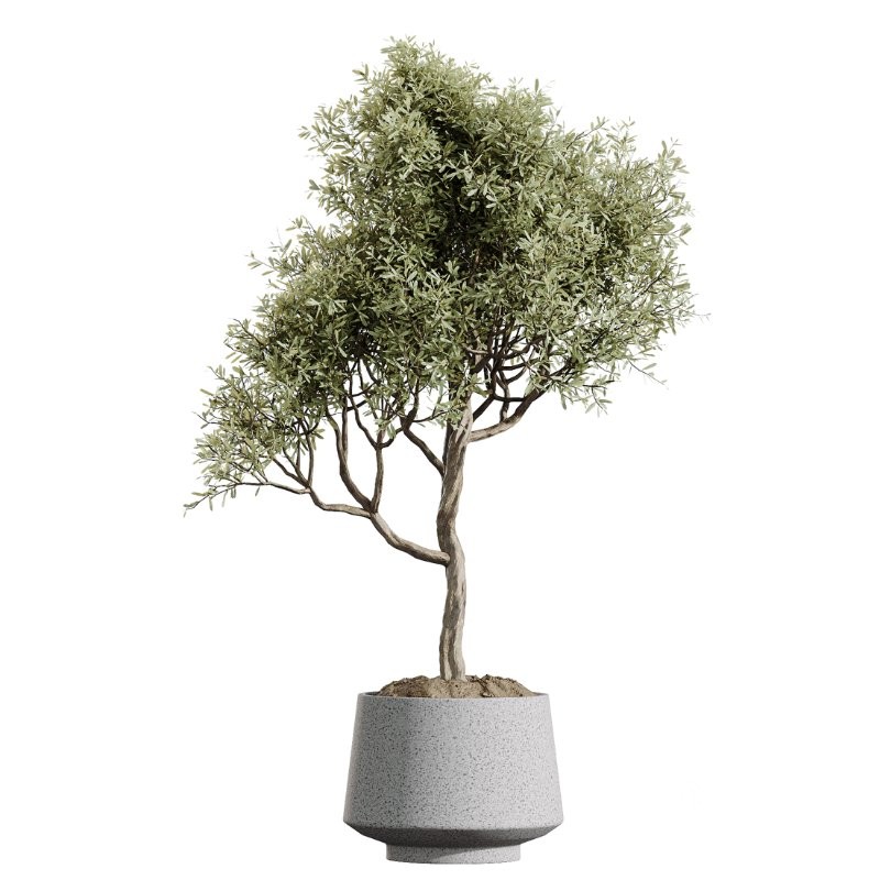 AV Indoor Plants Set 427 Olive Banana Palm Aspidistra Image 1