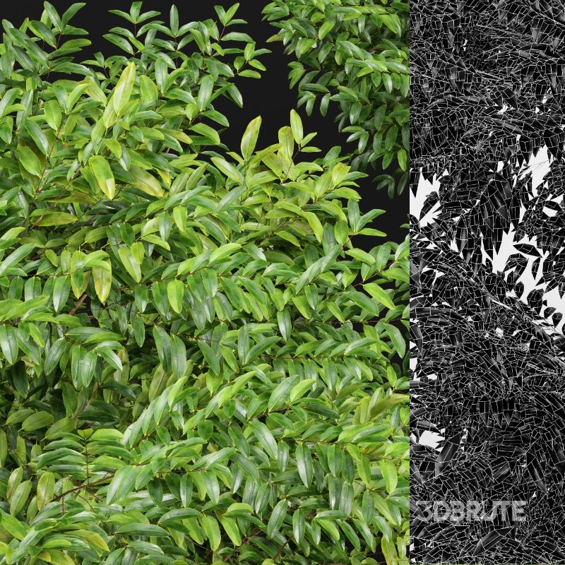 AV Black locust and Canadian Poplar 2 Trees Image 4