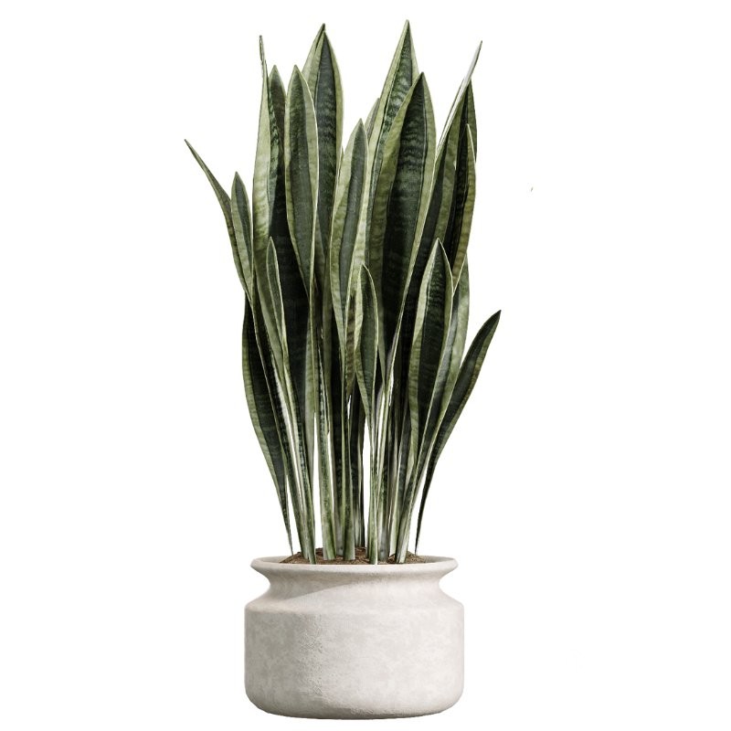 AV Indoor Plants Set 426 Ficus Fig Warneckii Sansevieria Orange Image 2