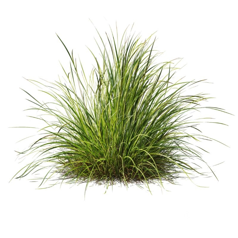 ntal grass set featuring Molinia Caerulea ‘Heidebraut’ (Kleines Pfeifengras) and Carex Elata ‘Aurea’. This combination blends the tall, upright flowering stems of Molinia with the dense, arching, golden-green foliage of Carex, creating a balanced and visually rich planting that works beautifully in contemporary gardens, parks, naturalistic landscapes, and architectural visualizations. Image 1