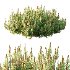 Diffrent Bush 03 Frutices Fortescue Euonymus Pinus Mugo plant - Thumbnail 4