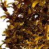 Spirea Japanese Bushes 03 - Thumbnail 6