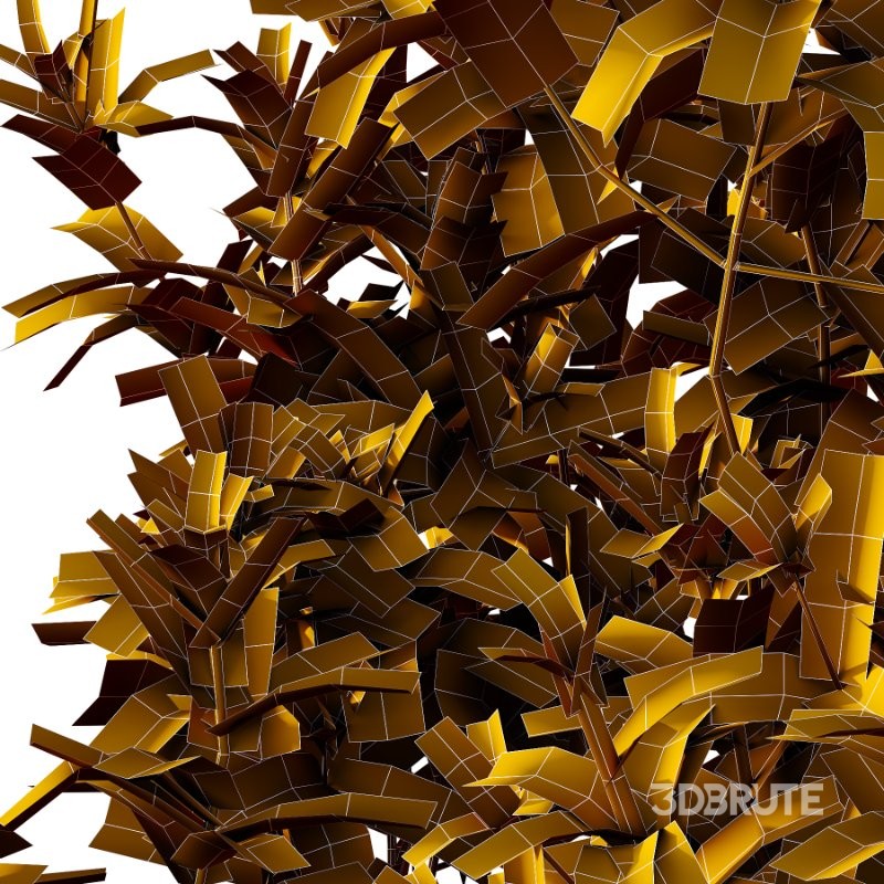 Spirea Japanese Bushes 03 Image 6