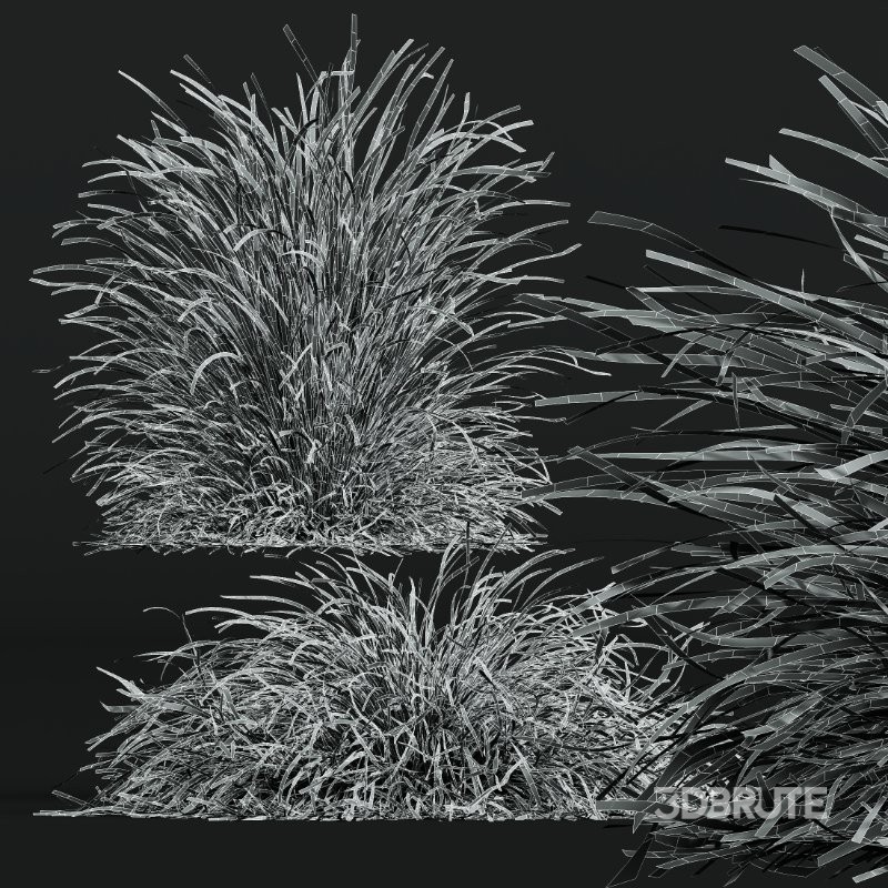 ntal grass set. Featuring the iconic Calamagrostis Acutiflora ‘Karl Foerster’—known for its tall, upright plumes—and the soft, arching forms of Stipa Arundinacea (Anemanthele Lessoniana), this collection captures the subtle beauty and dynamic movement of real-world meadow vegetation. Image 14