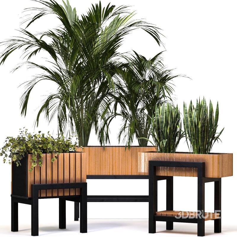 Plant Set 13 Image 7