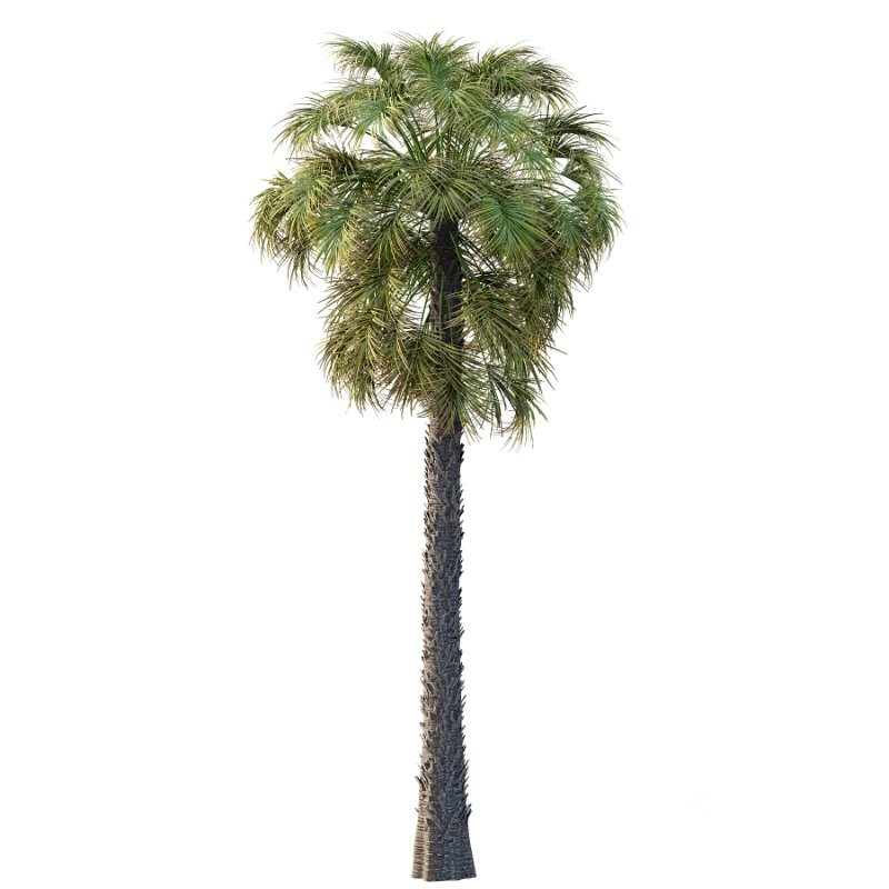 Washingtonia Robusta Palm Tree 03 Image 2