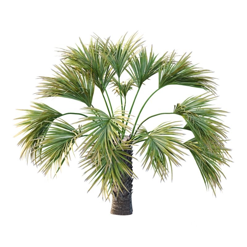 Washingtonia Robusta Palm Tree 04 Image 5