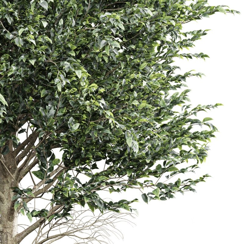 AV Carpinus Betulus 3 trees Image 2