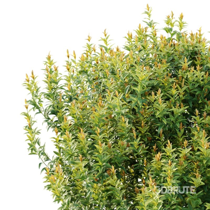 Spirea Japanese Bushes 02 Image 6