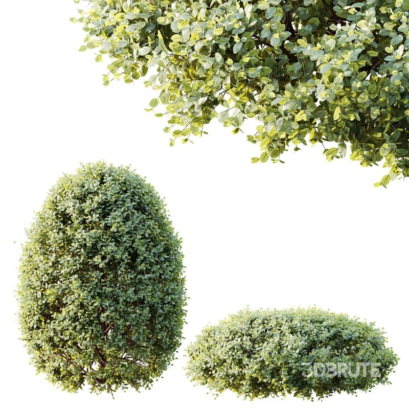 AV Calluna Vulgaris Helena Summer Broom Heather Garden Girls and Concinna Bonsai Pruned Image 5