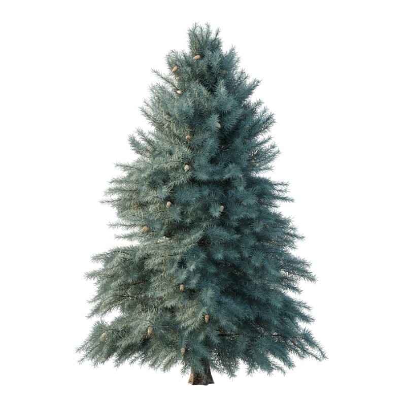 Blue Spruce Tree 02 Image 1