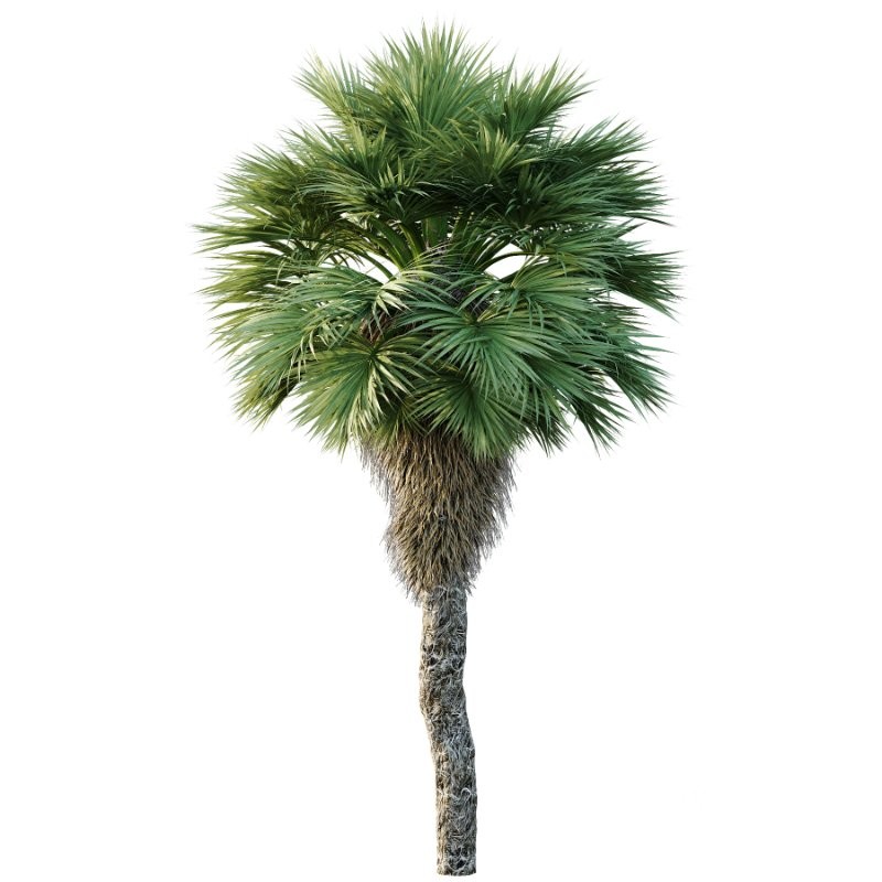 Chinese Fan Palm Tree 01 Image 1