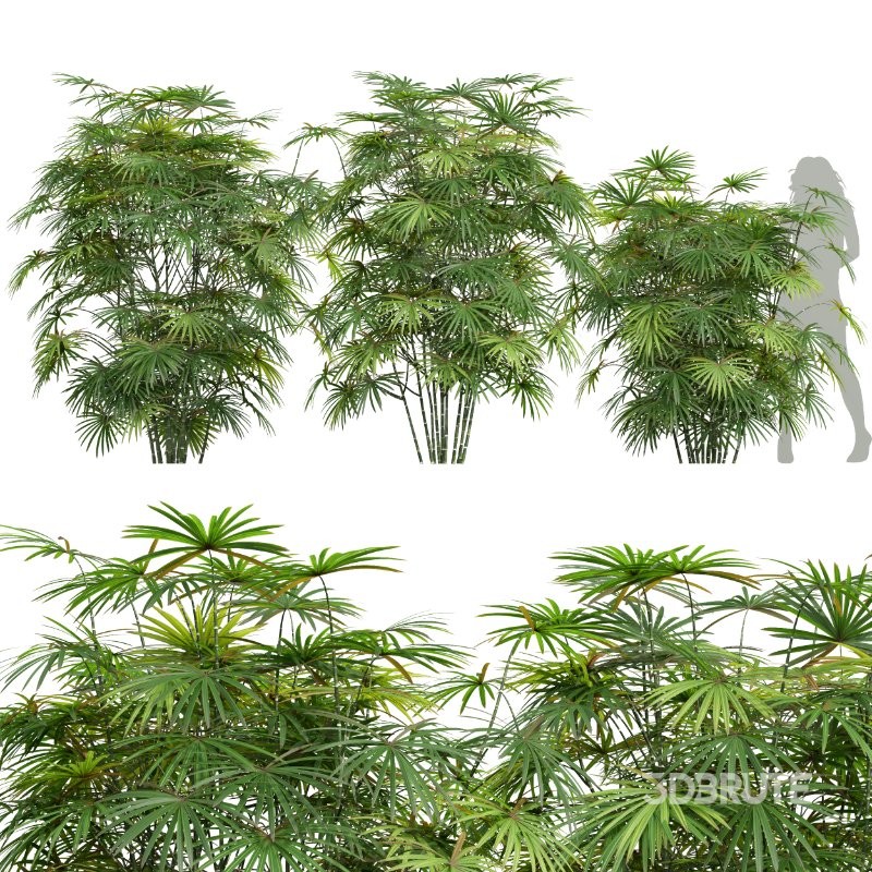 AV Angiopteris Fokiensis Fern Forest and Rhapis Excelsa Image 1