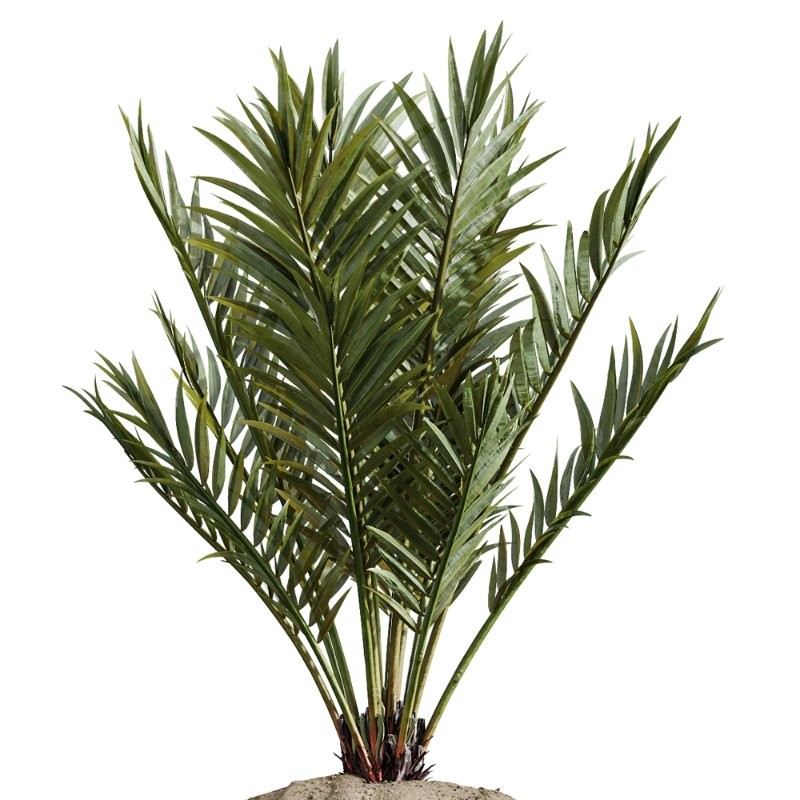 AV Indoor Plants Set 414 Cyara Palm and Euphorbia Drupifera and Ficus Marginata and Ficus Elastica Image 4