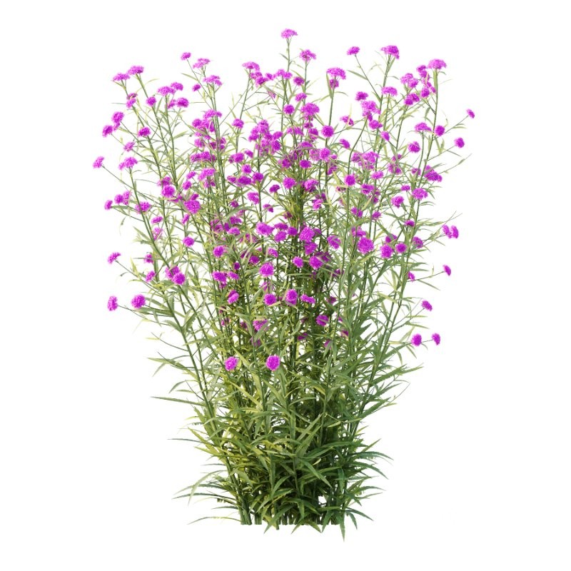 Verbena Bonariensis Plant 02 Image 3