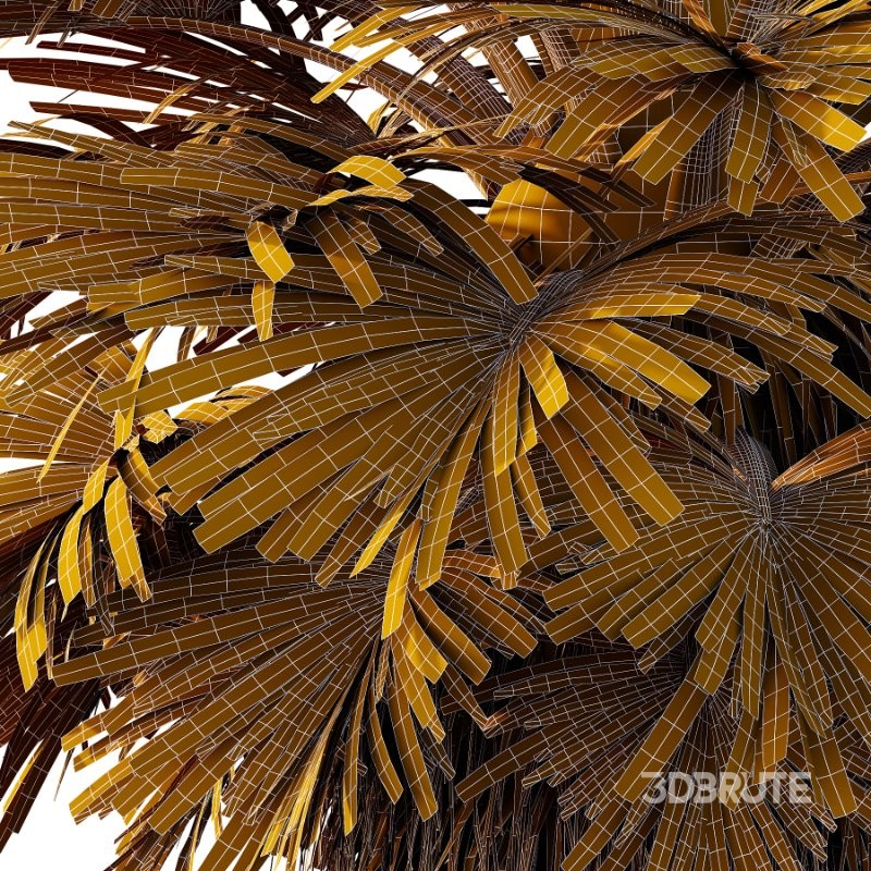 Chinese Fan Palm Tree 02 Image 3