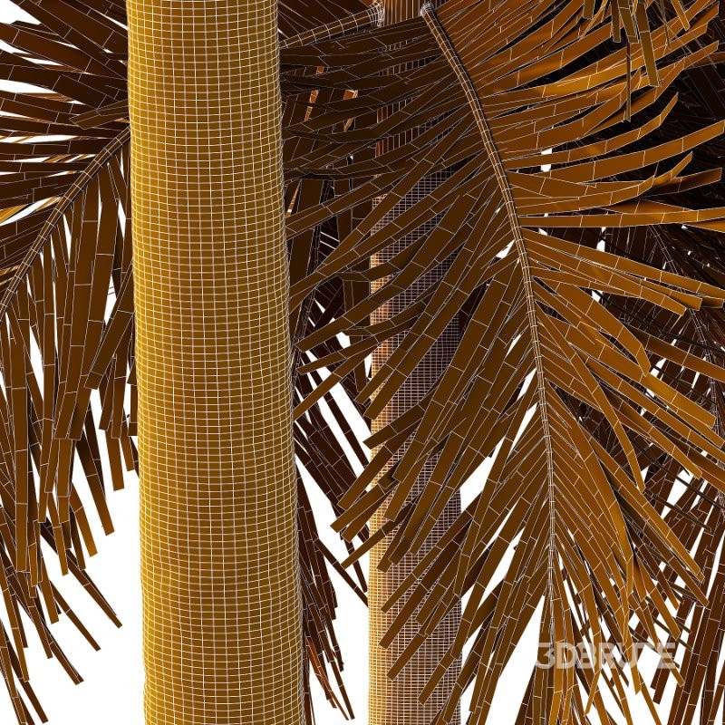 Roystonea Regia Tree 07 Image 1