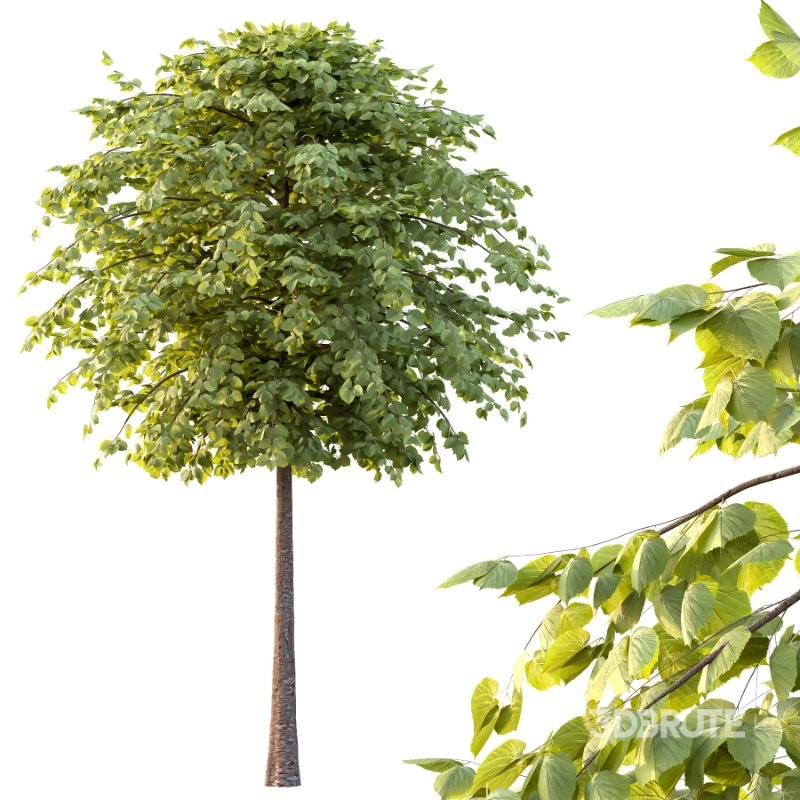 Diffrent Tilia platyphyllos Tree 003 Image 6