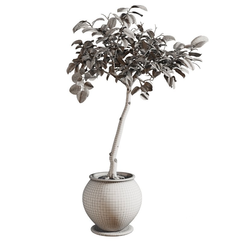 Ficus Plant in Rustic Clay Terracotta Pot Image 1