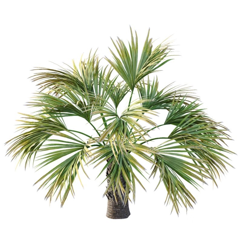 Washingtonia Robusta Palm Tree 04 Image 4