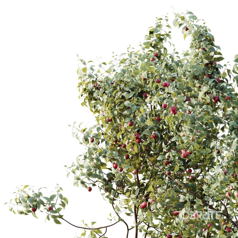 AV Plants Cerasus Pseudocerasus Cherry Version02 Image 2