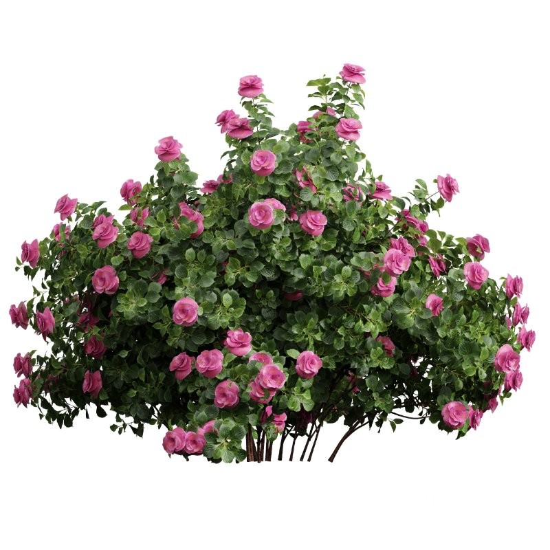 ntal planting designs. The Viburnum complements them with its elegant rounded flowers and full, textured canopy that enhances naturalistic and decorative landscapes. Image 1