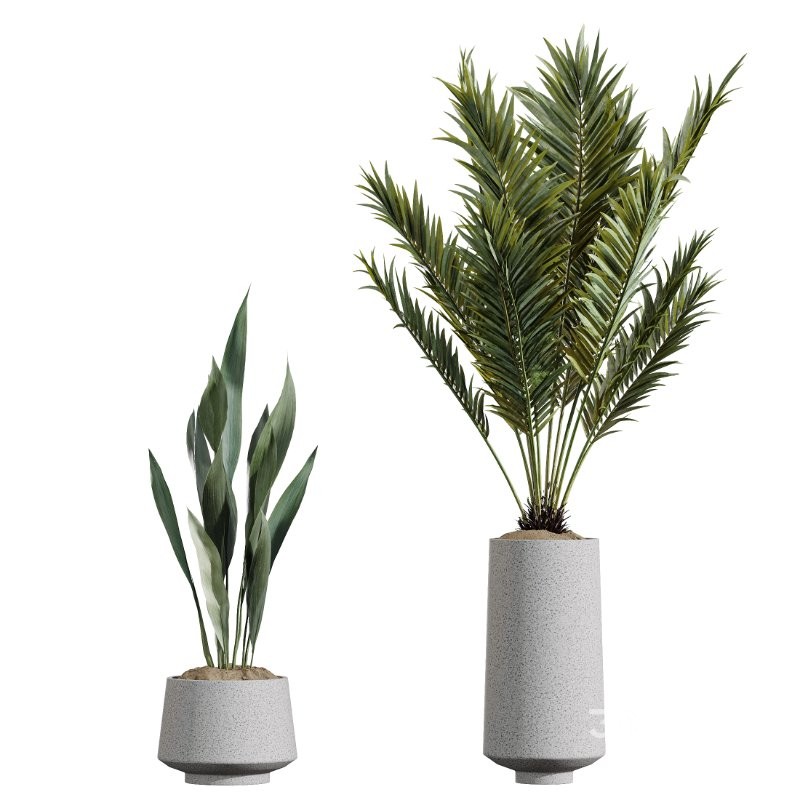AV Indoor Plants Set 427 Olive Banana Palm Aspidistra Image 7