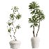 AV Indoor Plants Set 414 Cyara Palm and Euphorbia Drupifera and Ficus Marginata and Ficus Elastica - Thumbnail 3